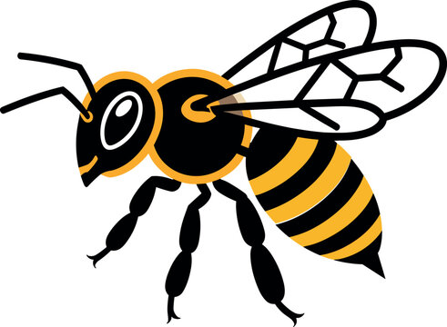 Honeybee vector illustration of a stinging honey bee isolated on white background for nature and wildlife design