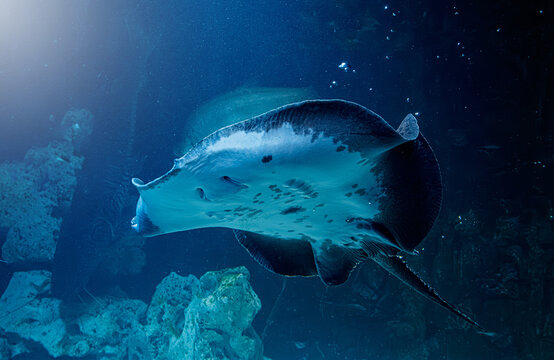 Majestic ocellate river stingray swimming in deep blue water under light beam