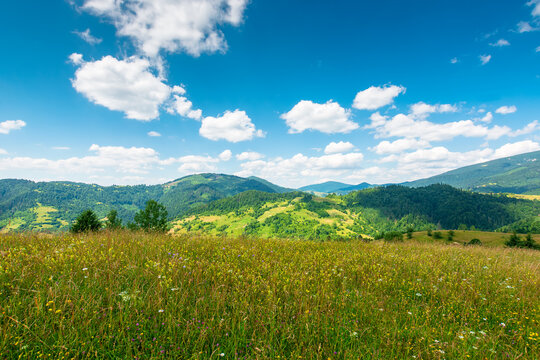 green field on a sunny day. carpathian mountain landscape in summer. lush pasture on the hill. beautiful countryside of ukraine