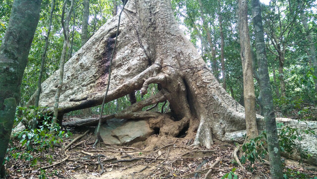 Giant Ebony (Diospyros ebenum, Diya Labu) Tree at Ritigala Forest Monastery, Ritigala, Anuradhapura, Sri Lanka.