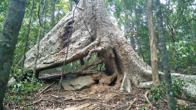 Giant Ebony (Diospyros ebenum, Diya Labu) Tree at Ritigala Forest Monastery, Ritigala, Anuradhapura, Sri Lanka.
