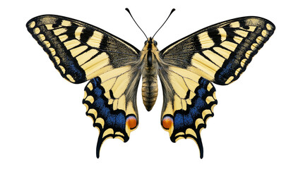Yellow and black swallowtail butterfly with blue and orange markings, isolated on transparent background © Timo