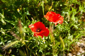 Obraz premium red poppy flower in green grass