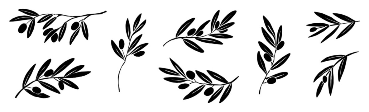 Black ink outlines of olive branches and leaves. Each leaf varies in size, shape, and leaf arrangement. Some branches carry small, round olives. Delicate lines define natural, organic shapes