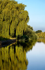 A massive weeping willow with its reflection on the canal in Selby. © PereVal-78