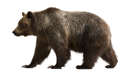 Brown grizzly bear walking, isolated on transparent background © Timo