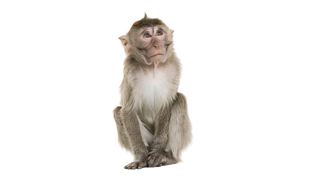Young monkey sitting with fur and light chest, isolated on transparent background