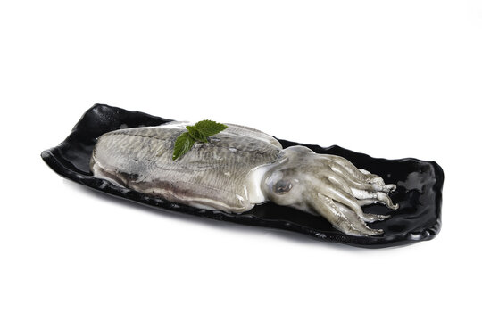 Fresh Cuttlefish and Squid Seafood from Zhoushan China