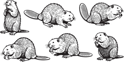 Six hand-drawn beavers in varied poses against a white background with illustrative line art style © SD DESIGN STUDIO