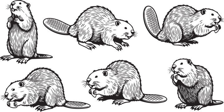 Six hand-drawn beavers in varied poses against a white background with illustrative line art style