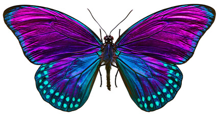 Vibrant purple and blue butterfly with turquoise spots, isolated on transparent background © Martina