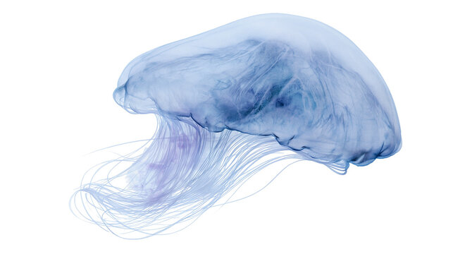 Translucent blue jellyfish with long flowing tentacles, isolated on transparent background