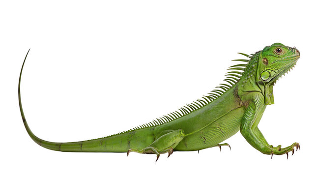 Green iguana with spiky crest and long tail, isolated on transparent background