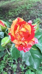 Obraz premium Vibrant Multicolor Rose Bloom with Water Droplets in Garden