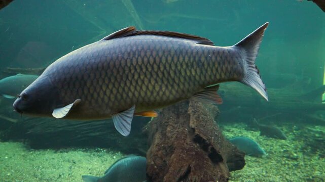Common carp (Cyprinus carpio), a widely distributed freshwater species inhabiting Eurasia.