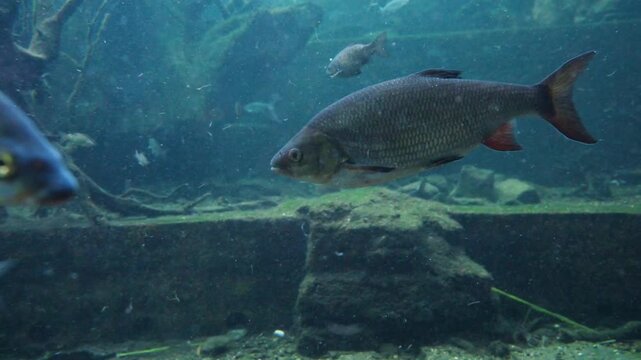 Leuciscus idus, commonly known as the ide or orfe, is a freshwater fish belonging to the family Cyprinidae.