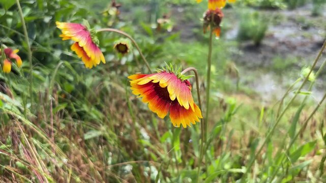 Gaillardia flower with raindrops swaying in light breeze on a sunny day after summer rain
