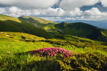 Bright pink wildflowers bloom against a backdrop of lush green hills under a blue sky filled with fluffy clouds on a sunny day. Carpathian mountains, Ukraine, Europe. © Leonid Tit