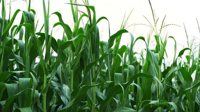 Lush green corn stalks swaying in the wind isolated on a white background, representing agriculture and farming concepts