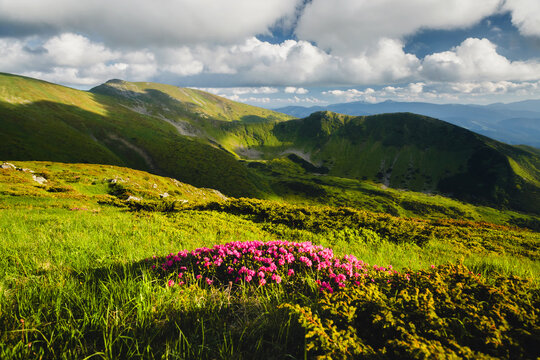 Bright pink wildflowers bloom against a backdrop of lush green hills under a blue sky filled with fluffy clouds on a sunny day. Carpathian mountains, Ukraine, Europe.
