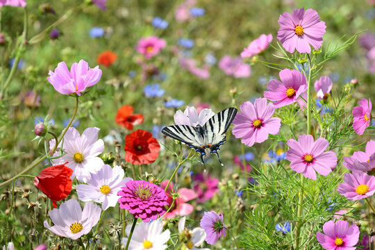 Schmetterling 1453