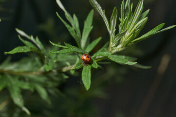Fototapeta premium Macro shot of a ladybug pupa on a green wild plant leaf. Detailed focus, natural environment, soft bokeh background. Bright ladybug pupa on green foliage. Ladybug pupa on green leaf in macro.