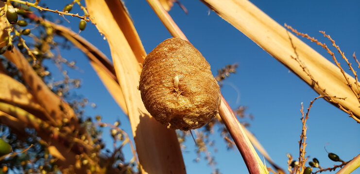 Close-up of a praying mantis ootheca egg case on a dry palm branch against blue sky
close up of a poppy seed