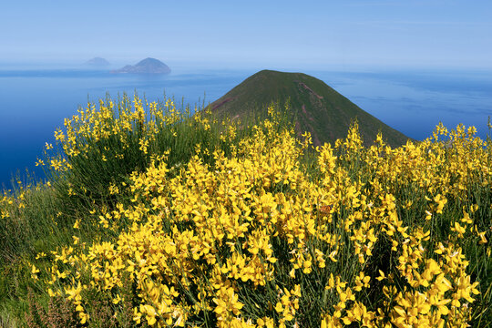 Blooming yellow genista flowers on the slopes of Monte Fossa delle Felci overlooking volcanic islands and Mediterranean sea