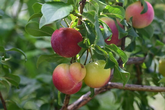 Cluster of ripe cherry plums with colorful red and yellow fruits on a tree branch.