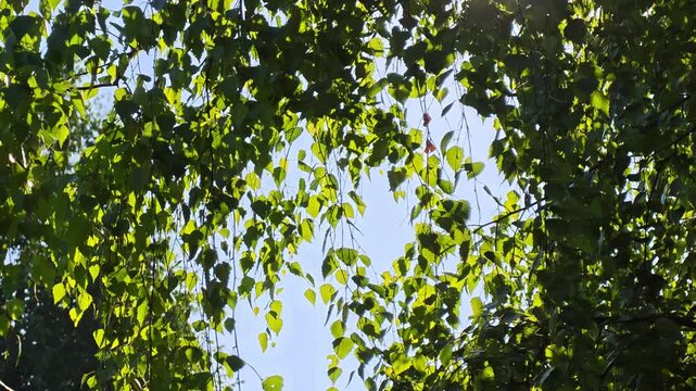 Weeping birch tree branches with fresh green leaves swaying in the wind against a bright sky in smooth slow motion