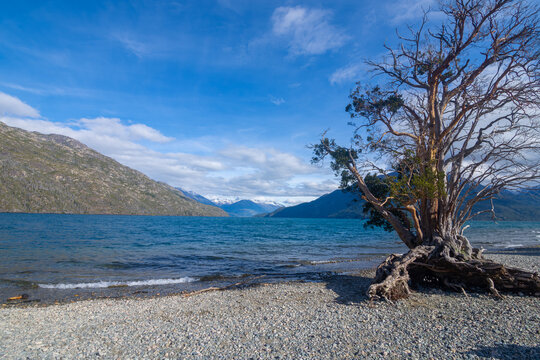 View of a lonely Array&aacute;n tree at Lago Puelo in Lago Puelo National Park - Lago Puelo, Chubut, Argentina