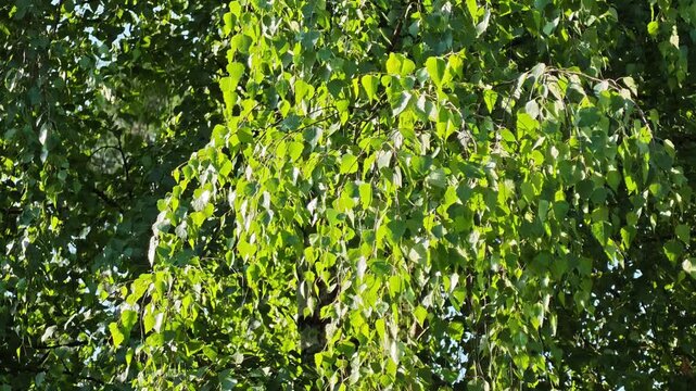 Lush green birch tree foliage background texture swaying in a gentle breeze in smooth slow motion on a sunny summer day