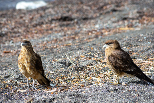 View of a pair of Chimango caracaras near Lago Correntoso - Villa La Angostura, Neuqu&eacute;n, Argentina