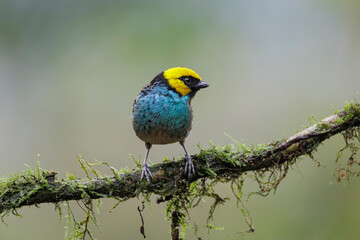 Obraz premium Blue-and-yellow Tanager with a vibrant blue body and bright yellow head, perched gracefully in the forest. A colorful jewel of the tropical canopy, perfect for bird and nature photography.