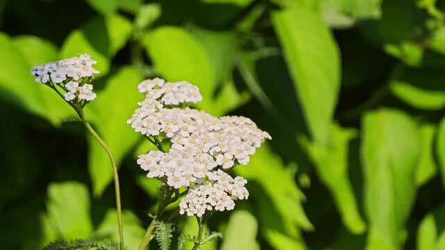 Close up of a blooming white yarrow flower swaying in a gentle wind with soft blurred green leaves background and copy space