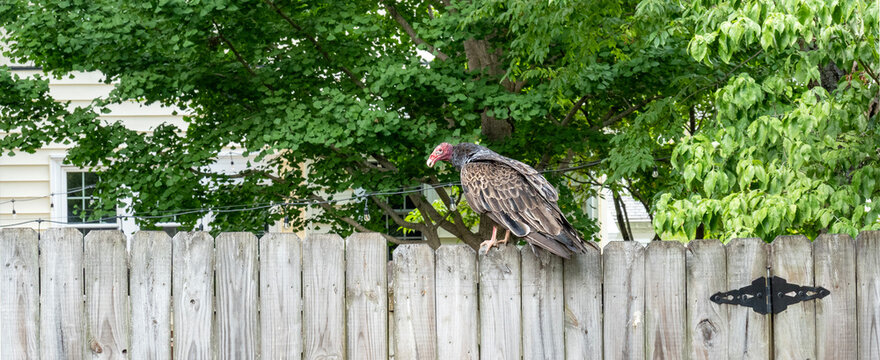 Turkey vulture on neighborhood fence