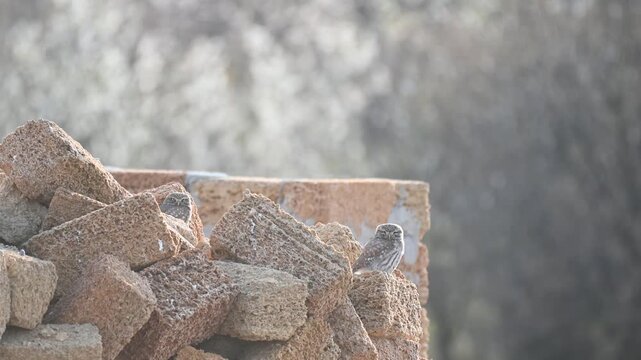 Little Owl Athene noctua in Wild Nature Slow Motion