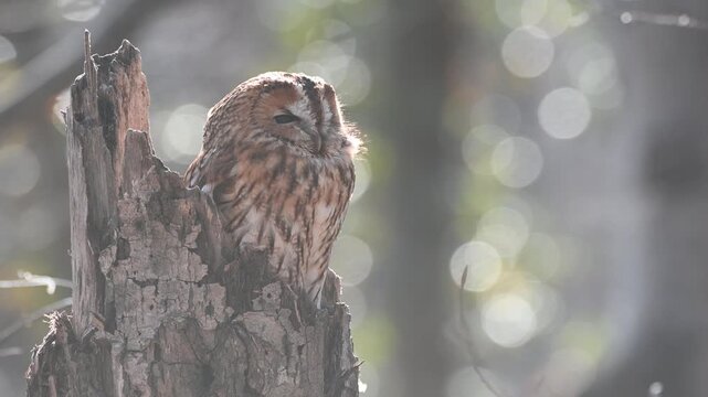 Tawny Owl Strix aluco Turning Head While Sitting in Nest on Sunny Background Slow Motion
