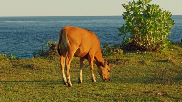 Brown Cow Feeding on Coastal Grass With Ocean Background During Warm Golden Hour Light in Slow Motion
