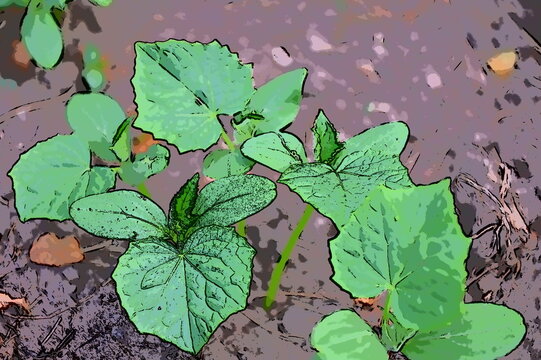 Cucumber Plants