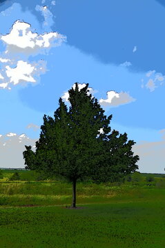 Oak Tree in a Field