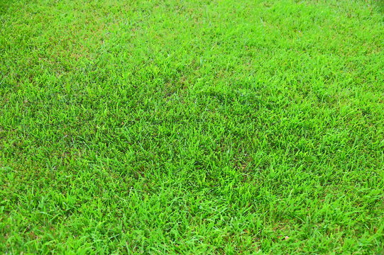 Grass