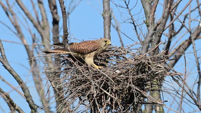 Common Kestrel Falco tinnunculus Leaving the Nest with Two Chicks. Slow motion