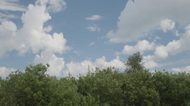 Summer clouds and green trees