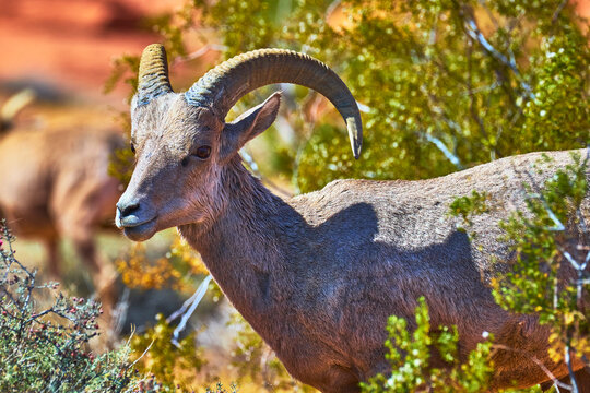 Bighorn Sheep Among Desert Vegetation in Sunlit Valley of Fire Nevada
