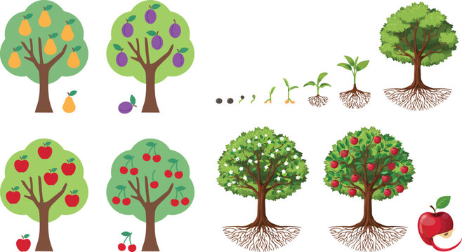 Set of fruit trees showing life cycle from seed to sapling and mature tree with ripe fruit icons