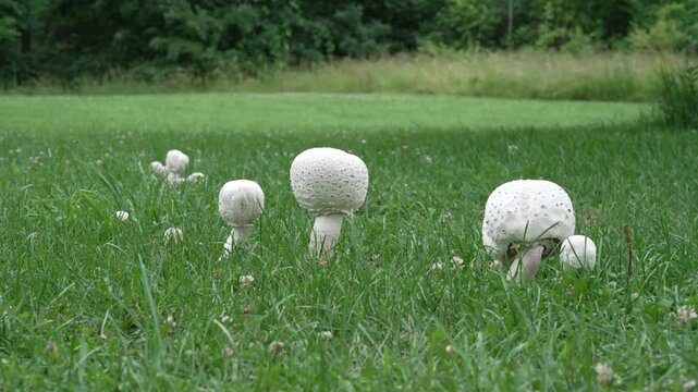 Scattered group of white wild mushrooms growing across a lush green lawn. The footage reveals the natural growth pattern and distribution of the fungi in their environment, providing a perspective.