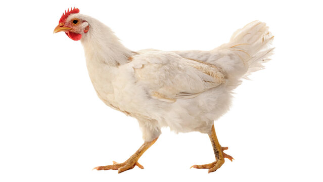 Live domestic white chicken hen poultry farm bird isolated on a transparent background