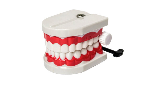 Plastic human jaw teeth model medical educational tool isolated on a transparent background