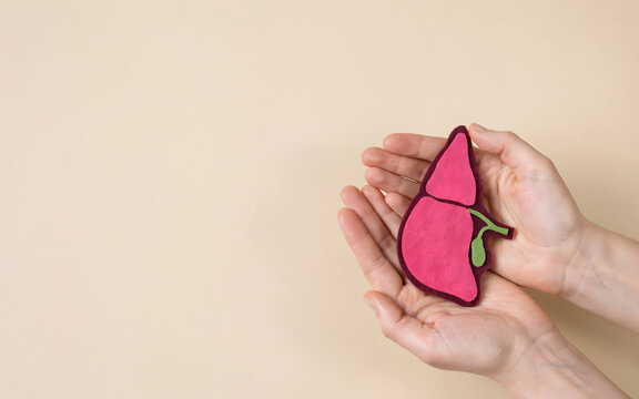 Person's hands cupped, holding a pink felt liver model with a isolated on transparent background png